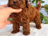 Bir Avuç Poodle Bebiş