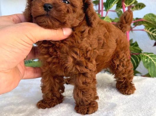Bir Avuç Poodle Bebiş görsel