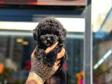 Toy Poodle Black Siyah Çocuk