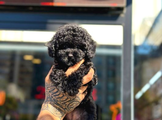 Toy Poodle Black Siyah Çocuk görsel