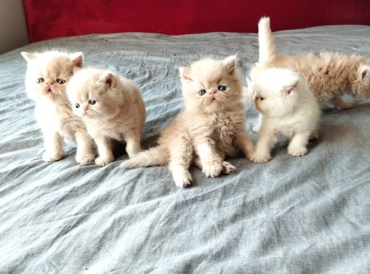 Safkan Şecereli İran Bebekler