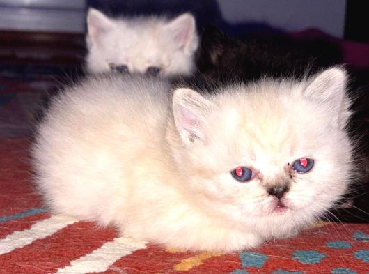 Rezerveye Açık Longhair görsel