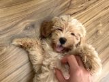 Çok tatlı maltipoo