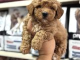 Tüy dökmeyen koku yapmayan maltipoo yavrularımız