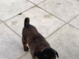 Safkan Belçika Malinois Yavruları