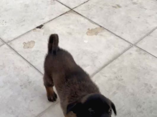 Safkan Belçika Malinois Yavruları görsel