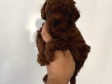 Çok Iddialıyız Daha Koyu Rengi Yok Teacup Poodle Yavrular