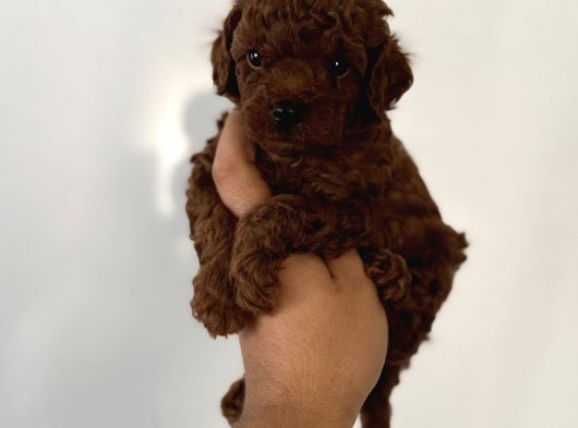 Dark Red Brown En Koyusundan Poodle Yavrular Çok Iddialıyız görsel