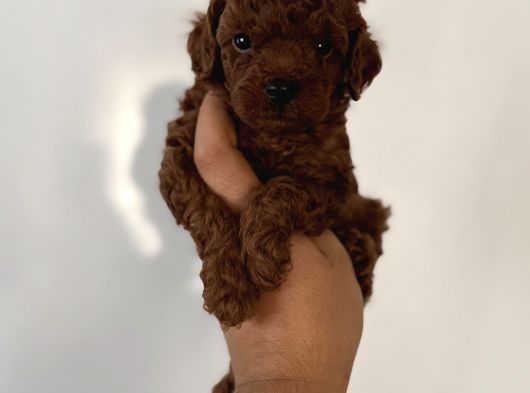 Çok Iddialıyız Daha Koyu Rengi Yok Teacup Poodle Yavrular görsel