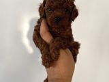 Dark Red Brown En Koyusundan Poodle Yavrular Çok Iddialıyız
