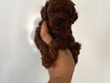 Dark Red Brown En Koyusundan Poodle Yavrular Çok Iddialıyız