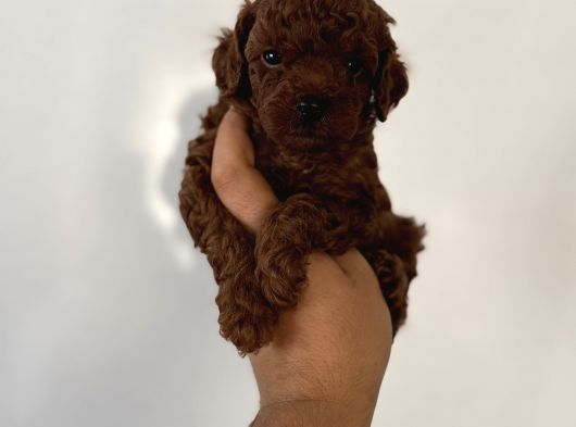 Dark Red Brown En Koyusundan Poodle Yavrular Çok Iddialıyız görsel