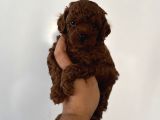 Dark red brown en koyusundan poodle yavrular çok iddialıyız