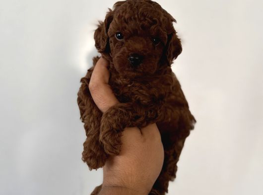 Dark Red Brown En Koyusundan Poodle Yavrular Çok Iddialıyız