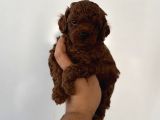Çok iddialıyız daha koyu rengi yok teacup poodle yavrular