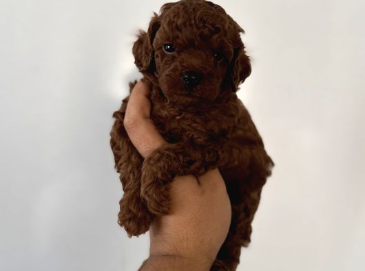 Çok Iddialıyız Daha Koyu Rengi Yok Teacup Poodle Yavrular
