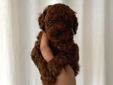 Dark Red Brown En Koyusundan Poodle Yavrular Çok Iddialıyız