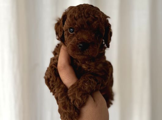 Dark Red Brown En Koyusundan Poodle Yavrular Çok Iddialıyız görsel