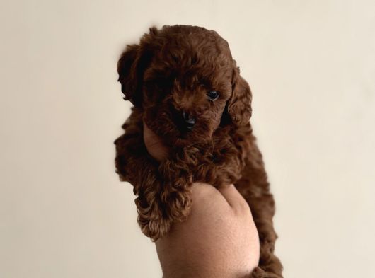 Kore Poodle Yavrular Kg Garantili Teacup görsel
