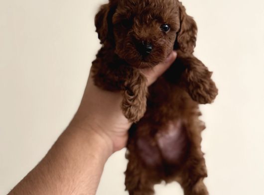 Kore Poodle Yavrular Kg Garantili Teacup