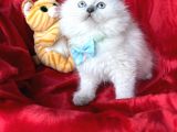 Pofuduk British Longhair Yavrular - Ayı Kafa Scottish Fold