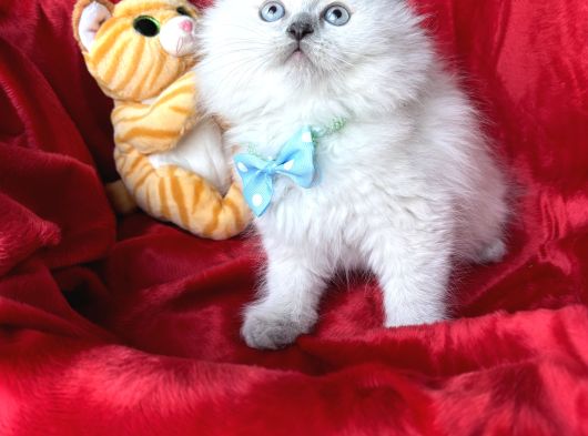 Pofuduk British Longhair Yavrular - Ayı Kafa Scottish Fold görsel