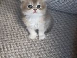 Safkan British Longhair Yavrular