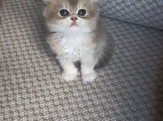 Safkan British Longhair Yavrular görsel