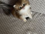 Safkan British Longhair yavrular