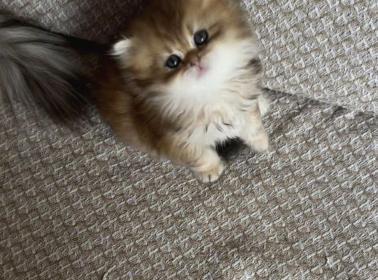 Safkan British Longhair Yavrular