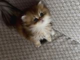 Safkan British Longhair Yavrular