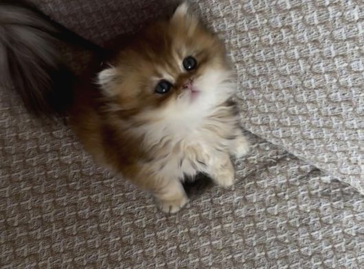 Safkan British Longhair Yavrular görsel