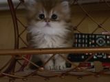 Safkan British Longhair Yavrular