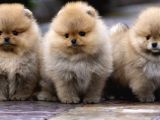 Show Class Pomerani̇an Yavrular