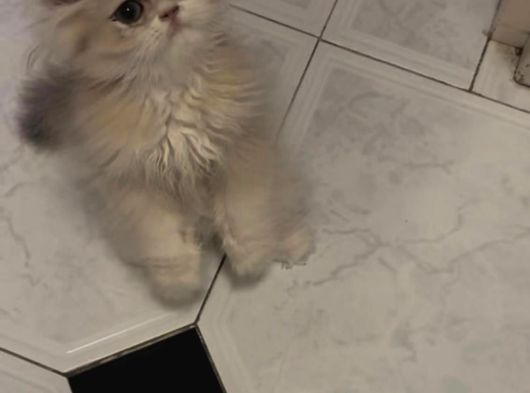 Safkan British Longhair Yavrular görsel