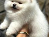 Show Class Teddy Bear Pomerani̇an Boo
