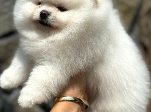 Show Class Teddy Bear Pomerani̇an Boo görsel