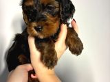 Bernedoodle Yavruları