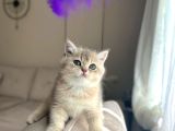 Bluegolden Ay11 Bri̇ti̇sh Shorthai̇r