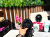 Toy poodle black siyah çocuk