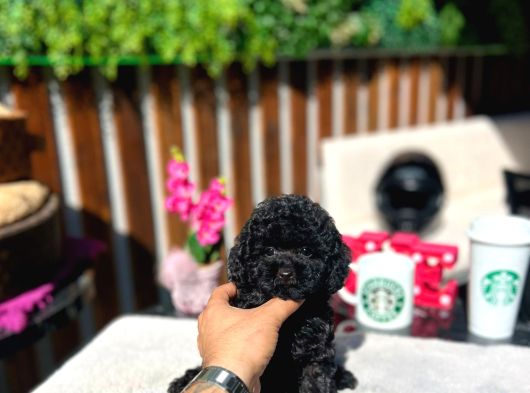 Toy Poodle Black Siyah Çocuk