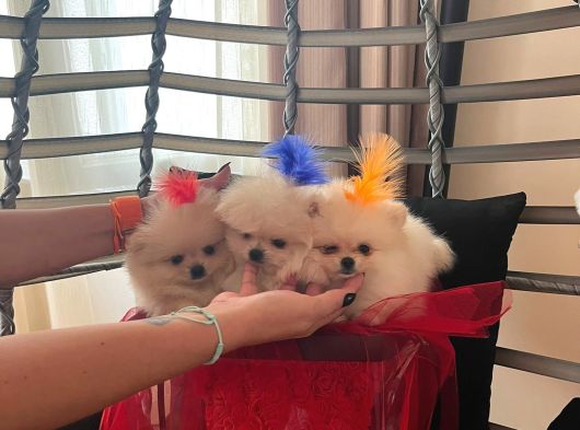 Pomarian Boo Tedy Bear Şampiyon Scr Anne Babadan A Pedigre görsel