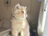 BLUEGOLDEN AY11 BRİTİSH SHORTHAİR