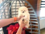 Pomarian Boo Tedy Bear Şampiyon Scr Anne Babadan A Pedigre