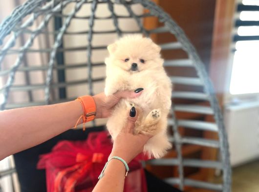 Pomarian Boo Tedy Bear Şampiyon Scr Anne Babadan A Pedigre görsel