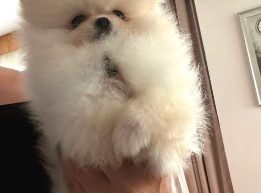 Pomarian Boo Tedy Bear Şampiyon Scr Anne Babadan A Pedigre görsel