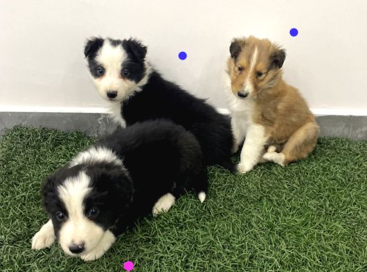 Border collie yavruları BLUE MARLEY VE SİYAH BEYAZ