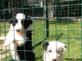 Border Collie Yavruları Blue Marley Ve Si̇yah Beyaz