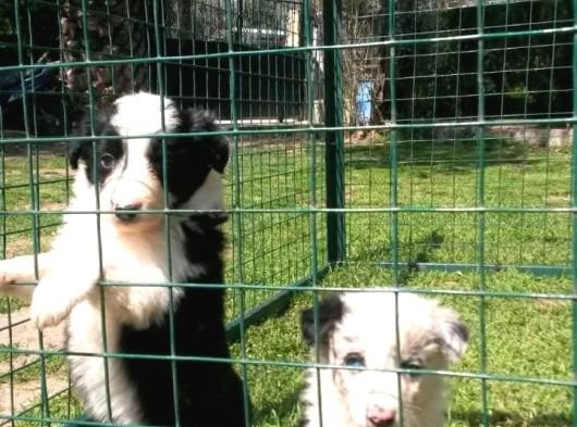 Border Collie Yavruları Blue Marley Ve Si̇yah Beyaz görsel
