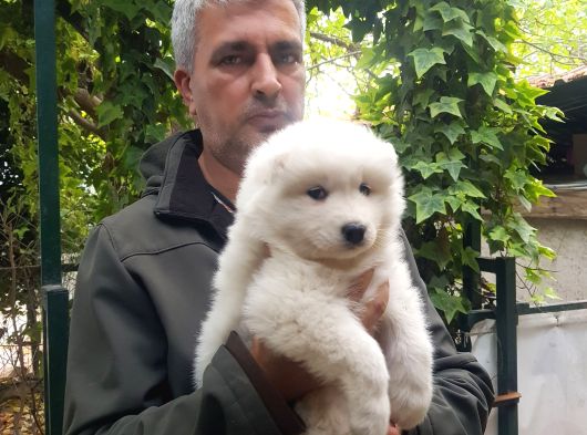 Samoyed Yavrularımız Mama Ve Malzeme Kampanyalı görsel